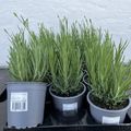 Lavandula angustifolia AROMANCE WHITE