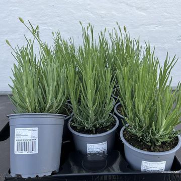 Lavandula angustifolia AROMANCE WHITE