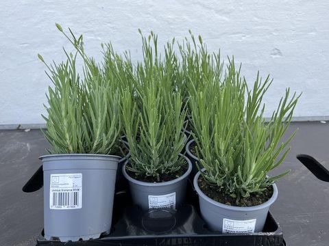 Lavandula angustifolia AROMANCE WHITE