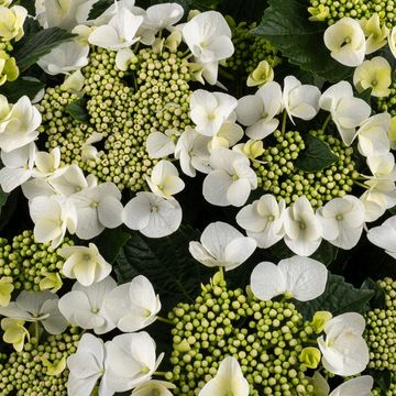 Hydrangea macrophylla MIX