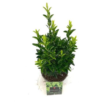 Euonymus japonicus 'Green Spire'