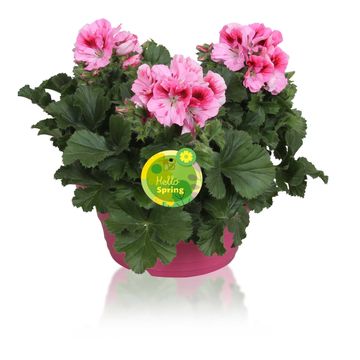 Pelargonium GRANDIFLORUM MIX