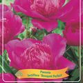 Paeonia 'Bouquet Perfect'