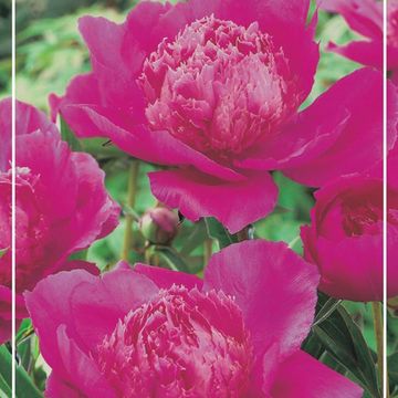 Paeonia 'Bouquet Perfect'