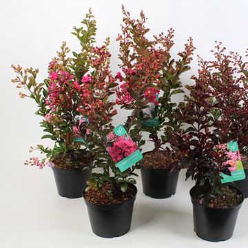 Lagerstroemia indica MIX