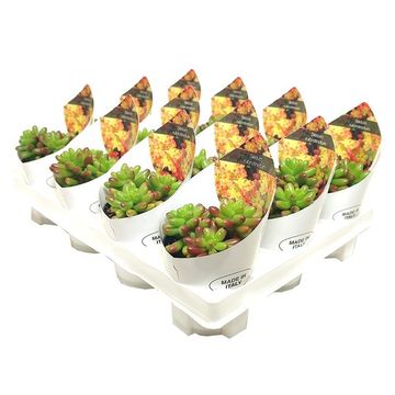 Sedum x rubrotinctum