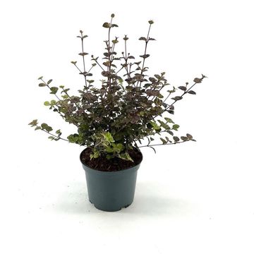 Lophomyrtus x ralphii 'Purpurea'