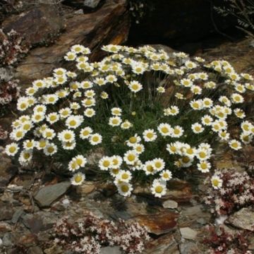 Anthemis cretica leucanthemoides