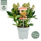 Skimmia japonica MIRACLE