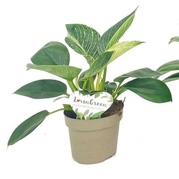 Filodendro 'White Wave'