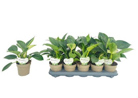 Philodendron 'White Wave'