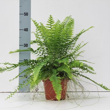 Nephrolepis exaltata 'Bostoniensis'