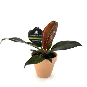 Philodendron 'Imperial Red'