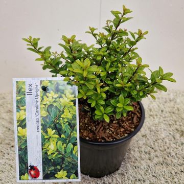 Ilex crenata 'Caroline Upright'