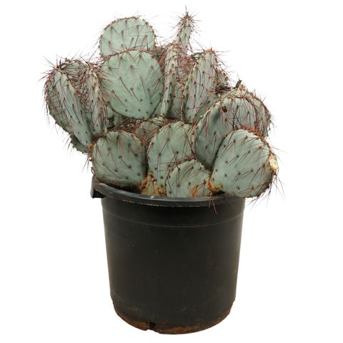 Opuntia violacea