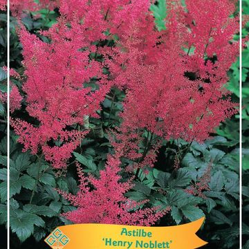 Astilbe 'Henry Noblett'