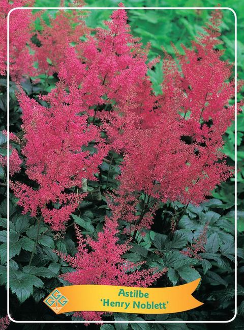 Astilbe 'Henry Noblett'