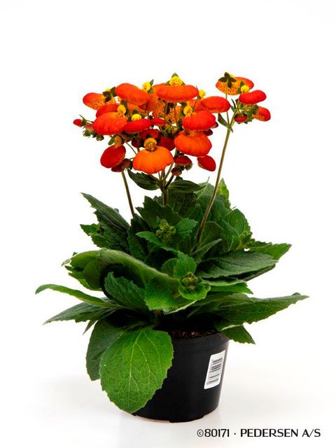 Calceolaria CALYNOPSIS ORANGE