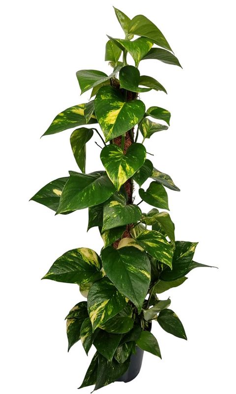 Epipremnum pinnatum 'Aureum'