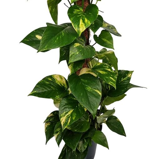 Epipremnum pinnatum 'Aureum'