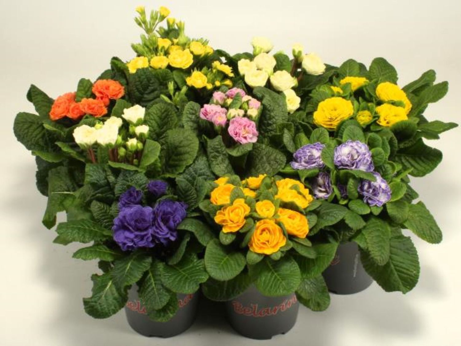 Primula Springtime Mix Primula vulgaris BELARINA MIX — Plant Wholesale FlorAccess