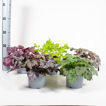 Heuchera MIX