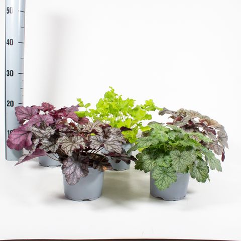 Heuchera MIX