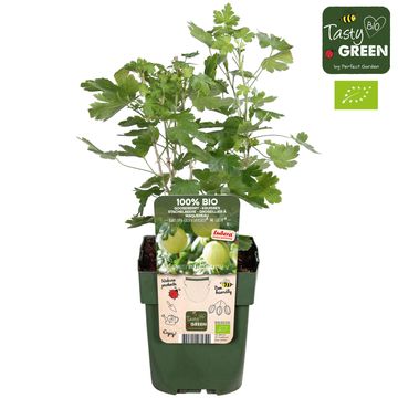 Ribes uva-crispa EASYCRISP MR. GREEN