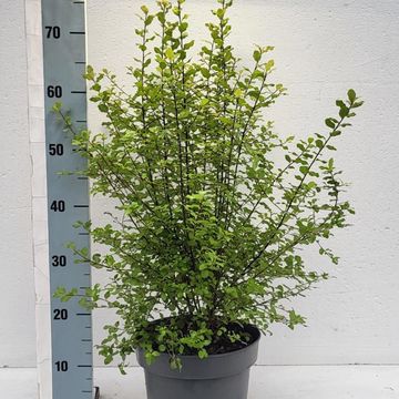 Pittosporum tenuifolium 'Wrinkled Blue'