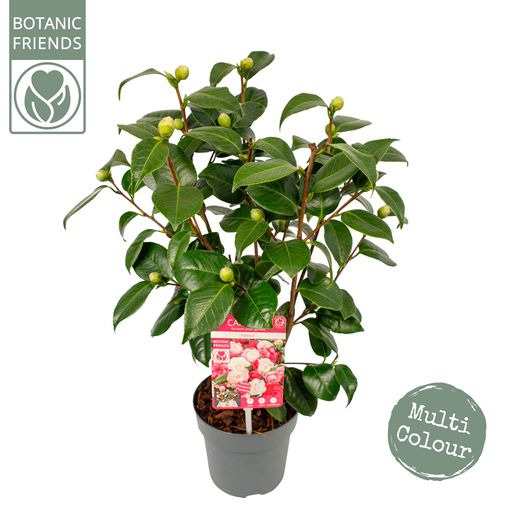 Camellia japonica 'Winter Festival'