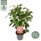 Camellia japonica 'Winter Festival'