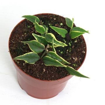 Hoya bella 'Anneke Buis'