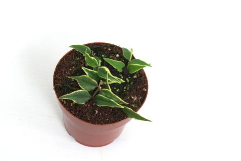 Hoya bella 'Anneke Buis'