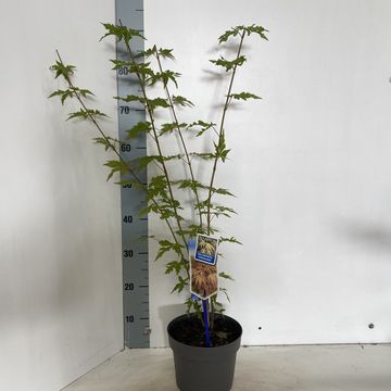 Acer palmatum 'Chitoseyama'