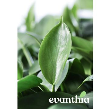 Filodendron hastatum