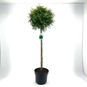 Thuja occidentalis 'Brabant'