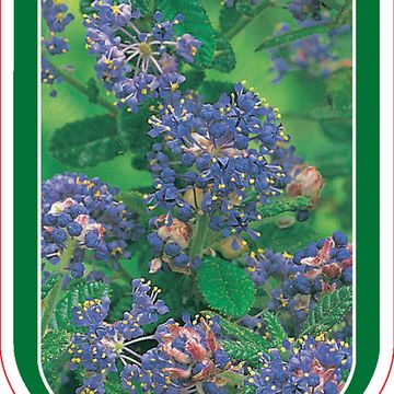 Ceanothus 'Puget Blue'