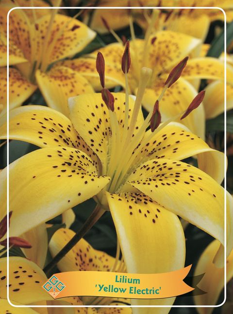 Lilium 'Yellow Electric'