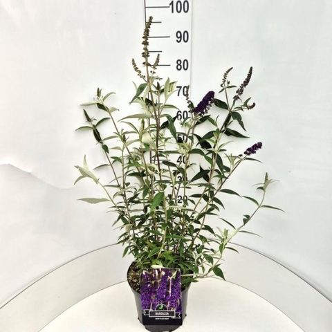 Buddleja davidii 'Black Knight'