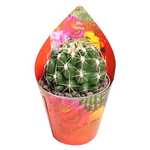 Thelocactus conothelos