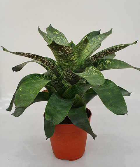 Vriesea gigantea seideliana 'Nova' — Plant Wholesale FlorAccess