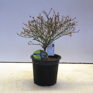 Acer palmatum 'Kiyohime'