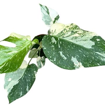 Monstera 'Thai Constellation'