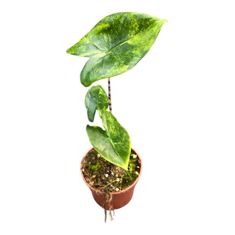 Alocasia zebrina 'Variegata'