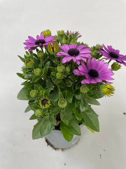 Osteospermum CAPE DAISY LAVENDER BLUE