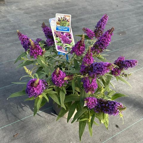 Buddleja davidii BUTTERFLY CANDY LITTLE PURPLE