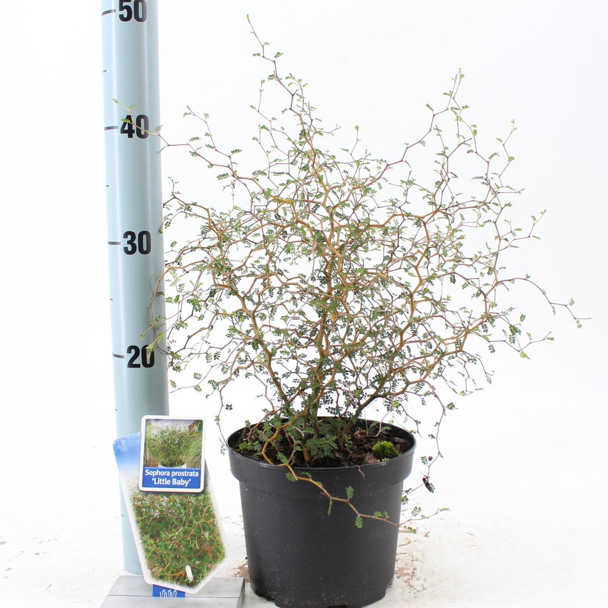 myrte zimmerpflanze pflege Brautmyrte Stmmchen ca. 50 cm  Echte Myrte (Myrtus communis)   Immergrnes Stmmchen fr Balkon & Terrasse
