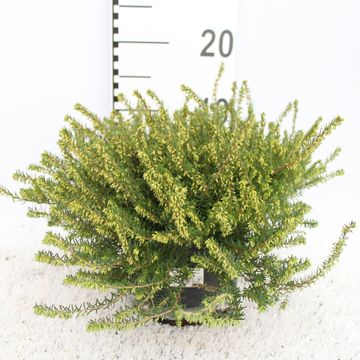 Erica x darleyensis 'White Perfection'