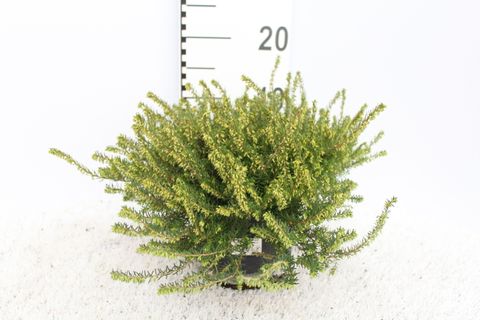 Erica x darleyensis 'White Perfection'