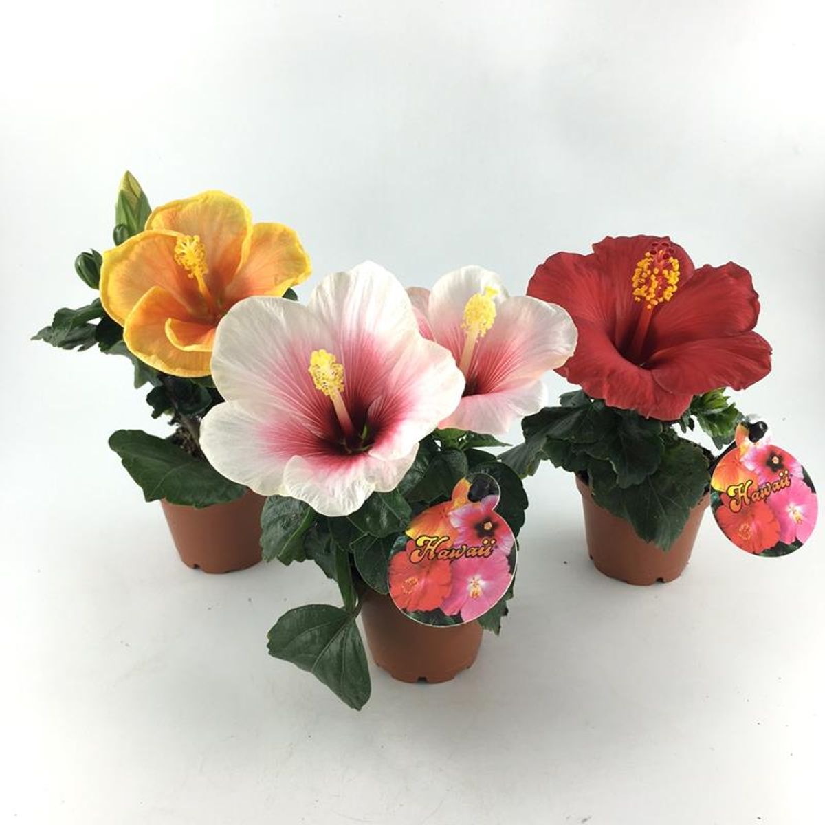 Hibiscus rosa-sinensis MIX — Plant Wholesale FlorAccess